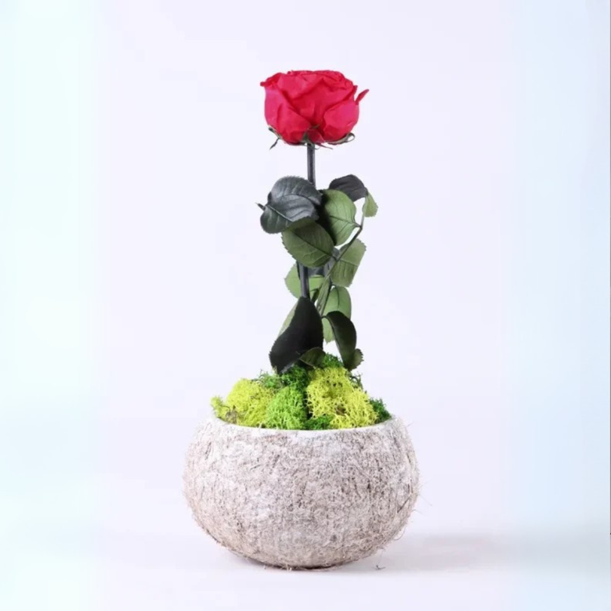 Rosa Eterna Coco._0