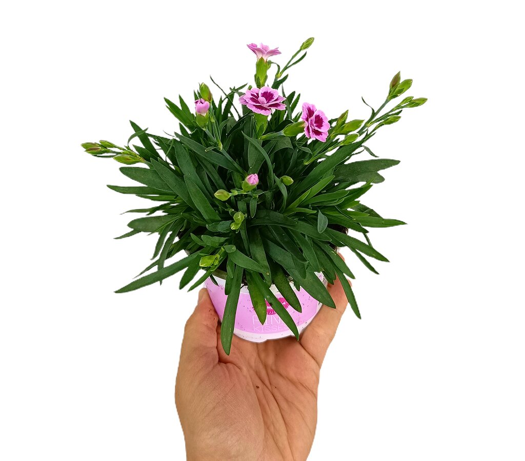 Clavel Pink Kisses M11_2