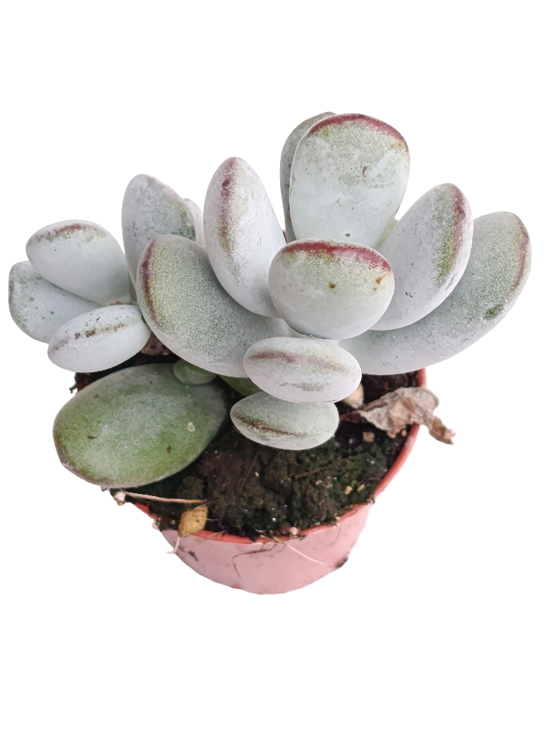 Cotyledon Higgsense Ø5 Planta Suculenta_0