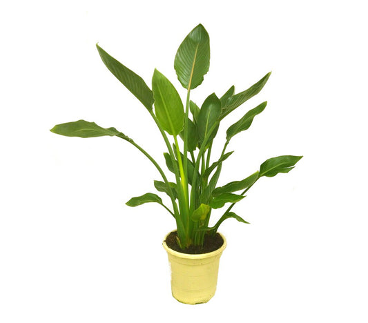Strelitzia Regina M27 100cm_0