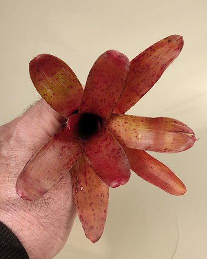 Neoregelia Iride; bromelia colorida, bromelia punteada; Curiosarium; altura 15 cm, diámetro 10 cm, sin sustrato_1