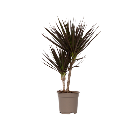 Drácena - Dracaena Marginata 'magenta' - Altura 70-80cm - ⌀17cm_0