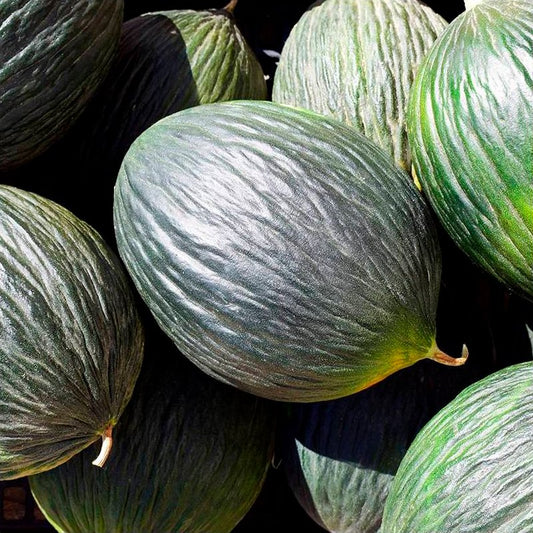 Semillas Melón Tendral Negro Ecológicas_0