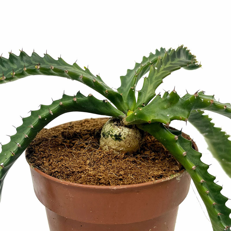 Euphorbia Stellata Cactus Y Suculentas M8,5 cm Ø_0