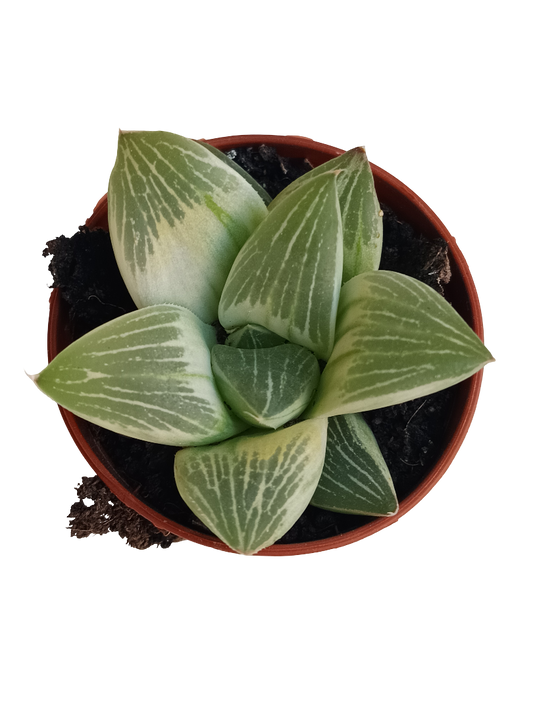 Haworthia Milky Way Planta Suculenta De Interior Ø5_0