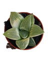 Haworthia Milky Way Planta Suculenta De Interior Ø5