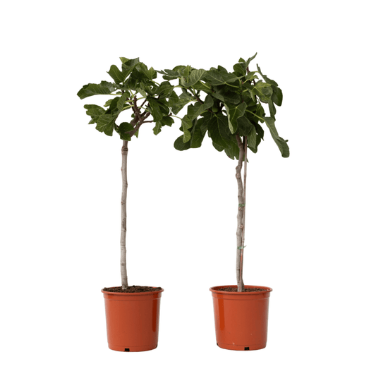 Higuera - 2 Pzs - Ficus Carica - Altura 70-90cm - ⌀21cm