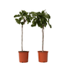 Higuera - 2 Pzs - Ficus Carica - Altura 70-90cm - ⌀21cm