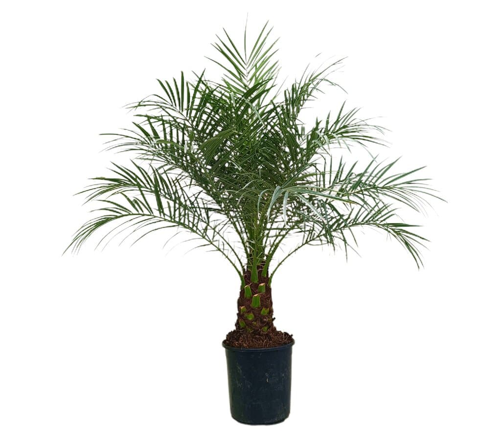 Phoenix Roebelenii M24 120-140cm_1