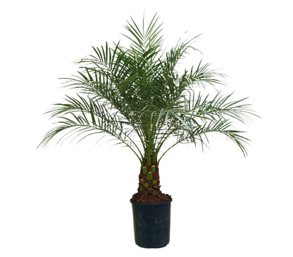 Phoenix Roebelenii M24 120-140cm_1