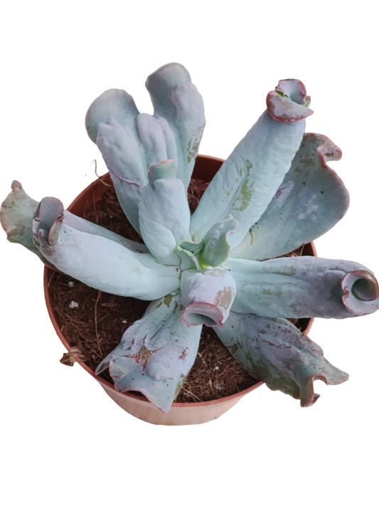 Echeveria Linguas Ø13 Planta Suculenta_0