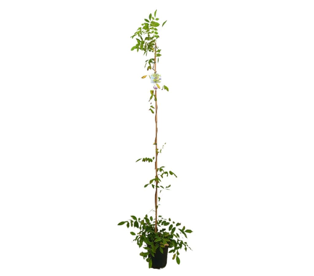 Wisteria Sinensis M20 180-200cm_0