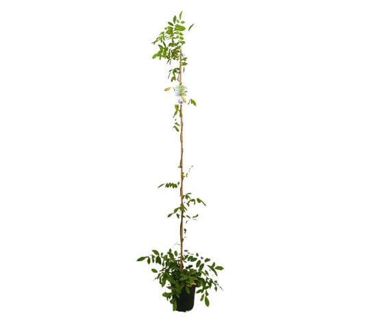 Wisteria Sinensis M20 180-200cm_0