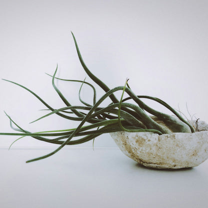Claveles De Aire - 24 Pzs - Tillandsia - Altura 5-15cm - ⌀5cm