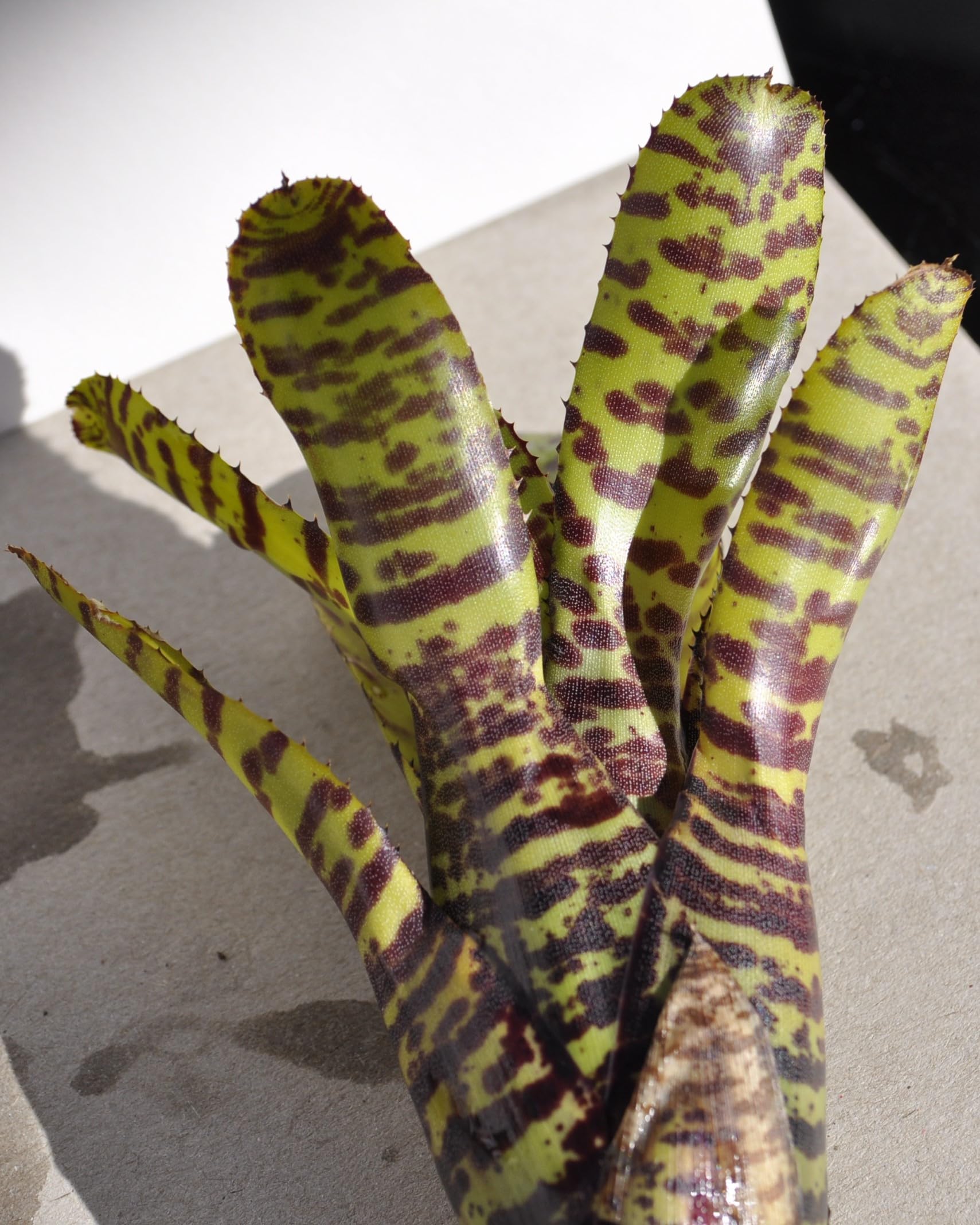 Neoregelia punctatissima; bromelia punteada verde; Curiosarium; altura 12-15 cm, diámetro 5-10 cm, sin sustrato_4