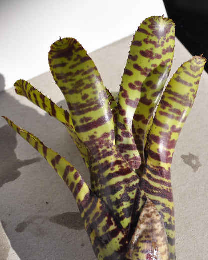 Neoregelia punctatissima; bromelia punteada verde; Curiosarium; altura 12-15 cm, diámetro 5-10 cm, sin sustrato_4