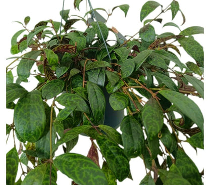 Aeschynanthus Marmoratus M17_1