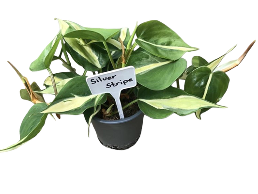 Planta Natural Philodendron 'silver Stripe' 1 Ud Ø 12 Alt. 20_0