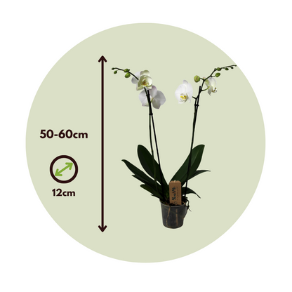 Orqídea Phalaenopsis - Phalaenopsis - Altura 50-60cm - ⌀12cm_2