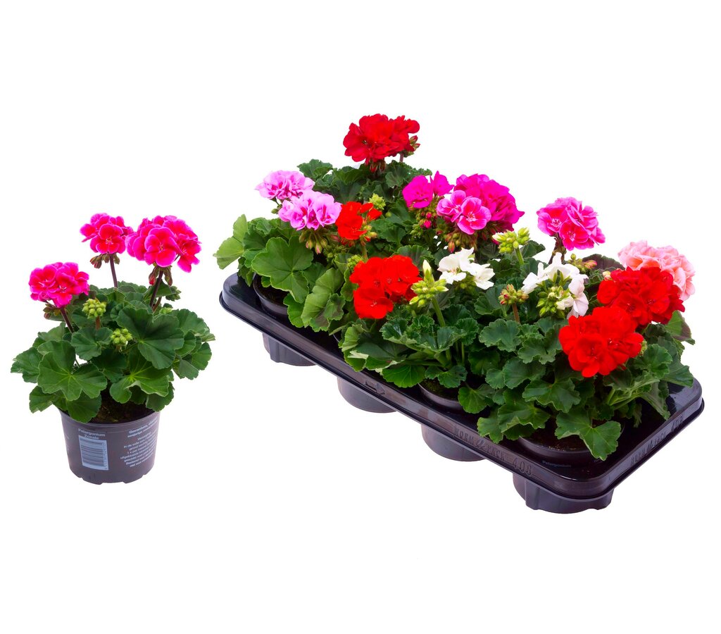 Geranium Zonal M15_0