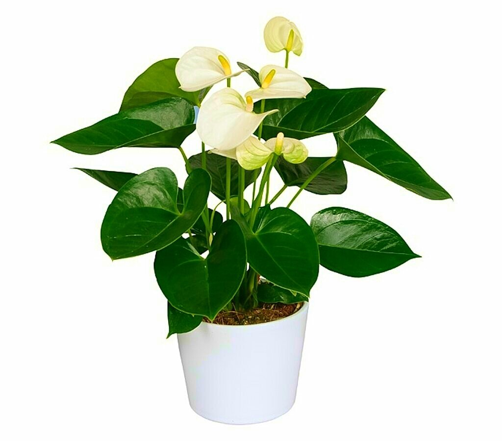 Anthurium Andreanum Blanco M14 40cm_0