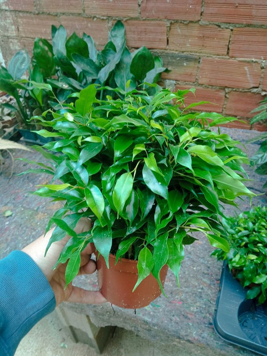 Ficus Benjamina Kinki Planta De Interior 20 Cms