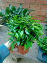 Ficus Benjamina Kinki Planta De Interior 20 Cms