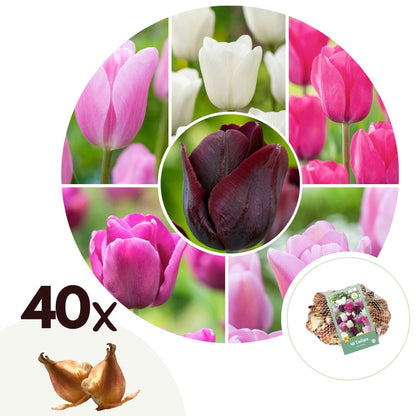 Bulbos De Tulipán - 40 Pzs - Tulipa 'pastel' - Bulbos De Flores_0