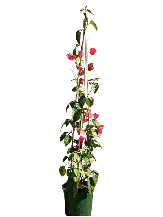Buganvilla Maceta 140 CM_0
