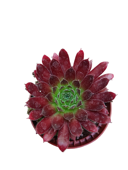 Sempervivum Mix Planta De Exterior 1 Unidad Aleatoria_0