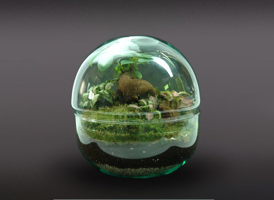 Nanogarden Terrario Ball Ginfit 20x20cm_0