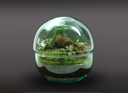 Nanogarden Terrario Ball Ginfit 20x20cm