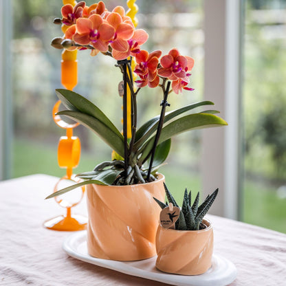 Set De Regalo Orquídea 'orange S' - Phalaenopsis - Altura 30cm