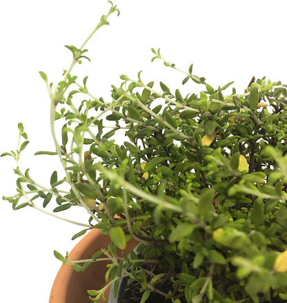 Planta Arómatica Natural De Tomillo En Maceta De 10 Cm_1