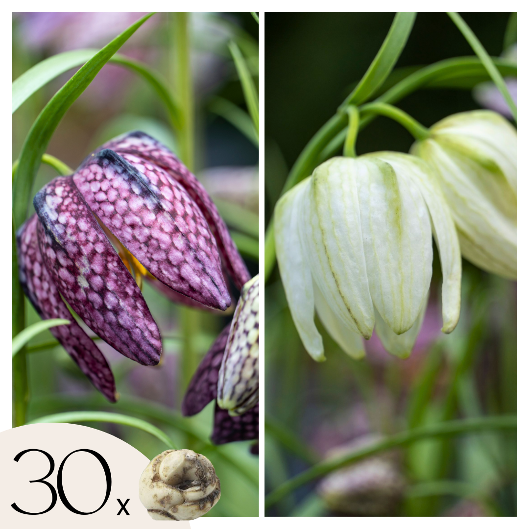 Tablero De Damas - 30 Pzs - Fritillaria 'meleagris' - Bulbos De Flores_0