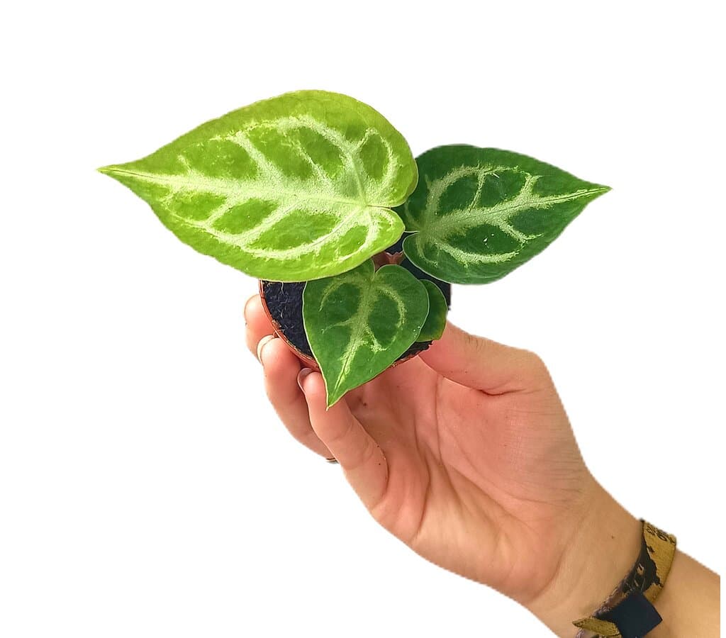 Anthurium Silver Blush M6_0