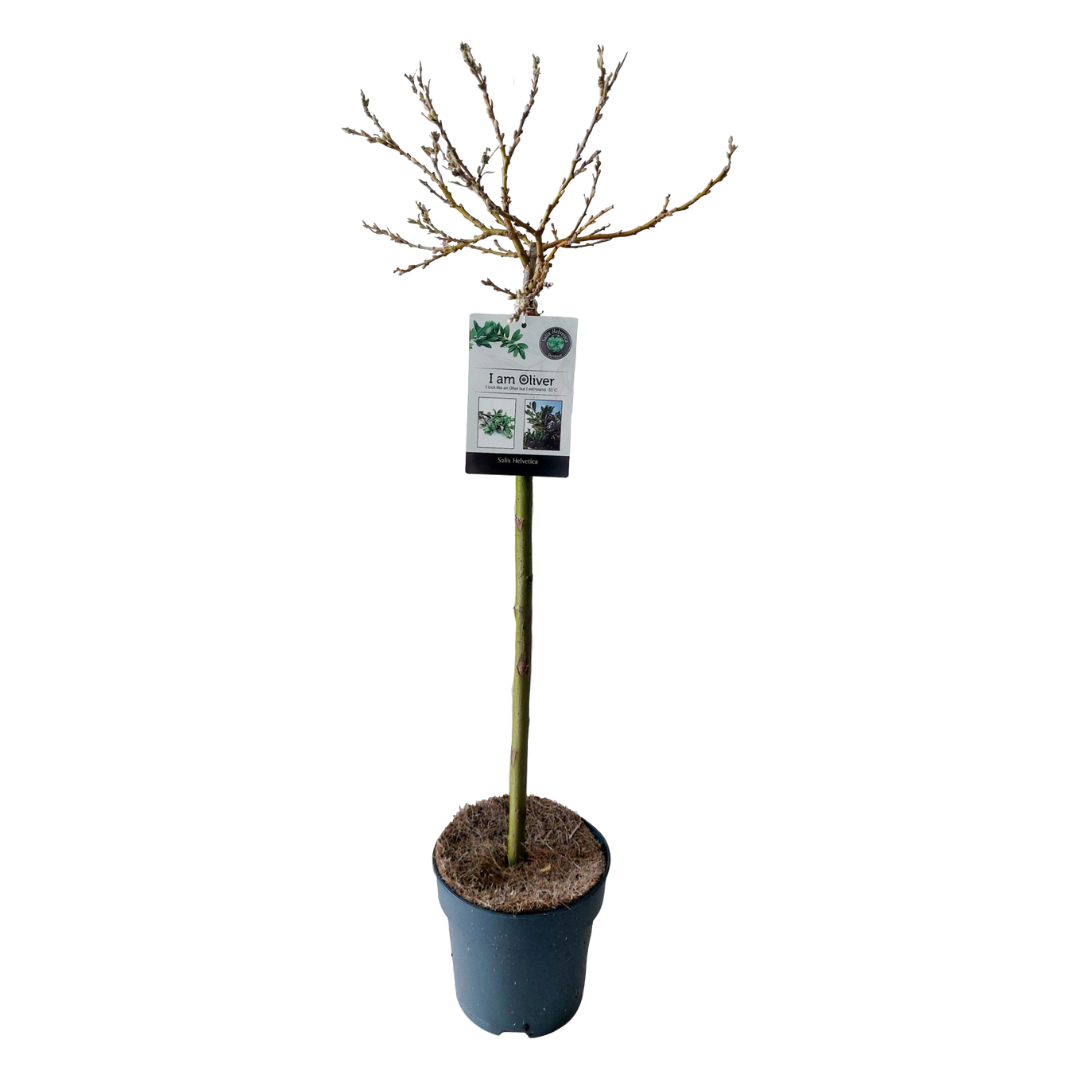 Sauce Arbustivo - Salix Helvetica - Altura 80-90cm - ⌀19cm_0