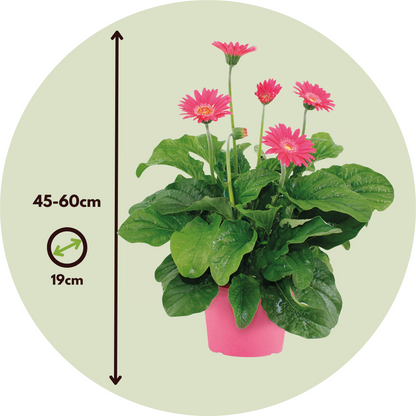 Gerbera Garvinea - Rosa - Altura 45-60cm - ⌀19cm_2