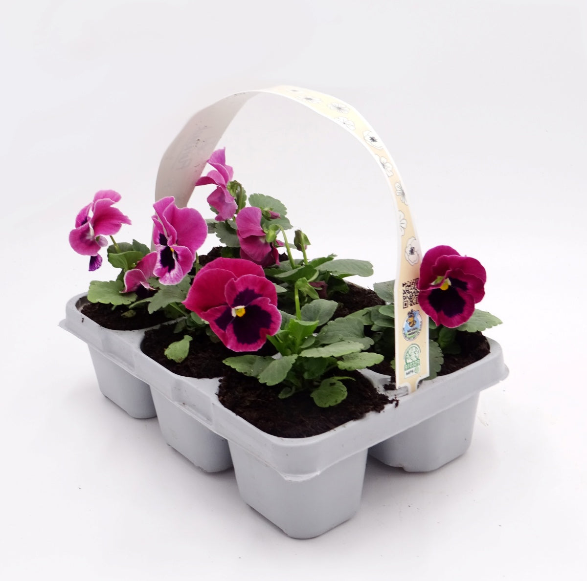Pack Plantones Pensamiento Rosa 6 Ud. Natural - Fitoralia_0