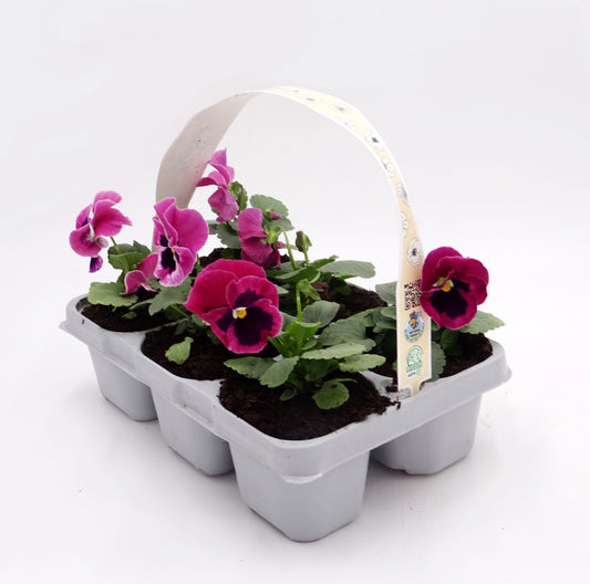 Pack Plantones Pensamiento Rosa 6 Ud. Natural - Fitoralia_0
