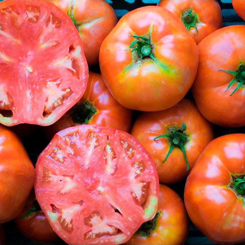 Semillas Tomate Ace 55 Ecológicas_0