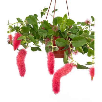 Acalypha Hispida M18 (cola De Gato)_1