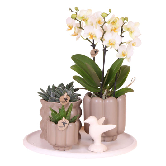Set De Regalo Orquídea 'white Tray Xl' - Phalaenopsis - Altura 35cm