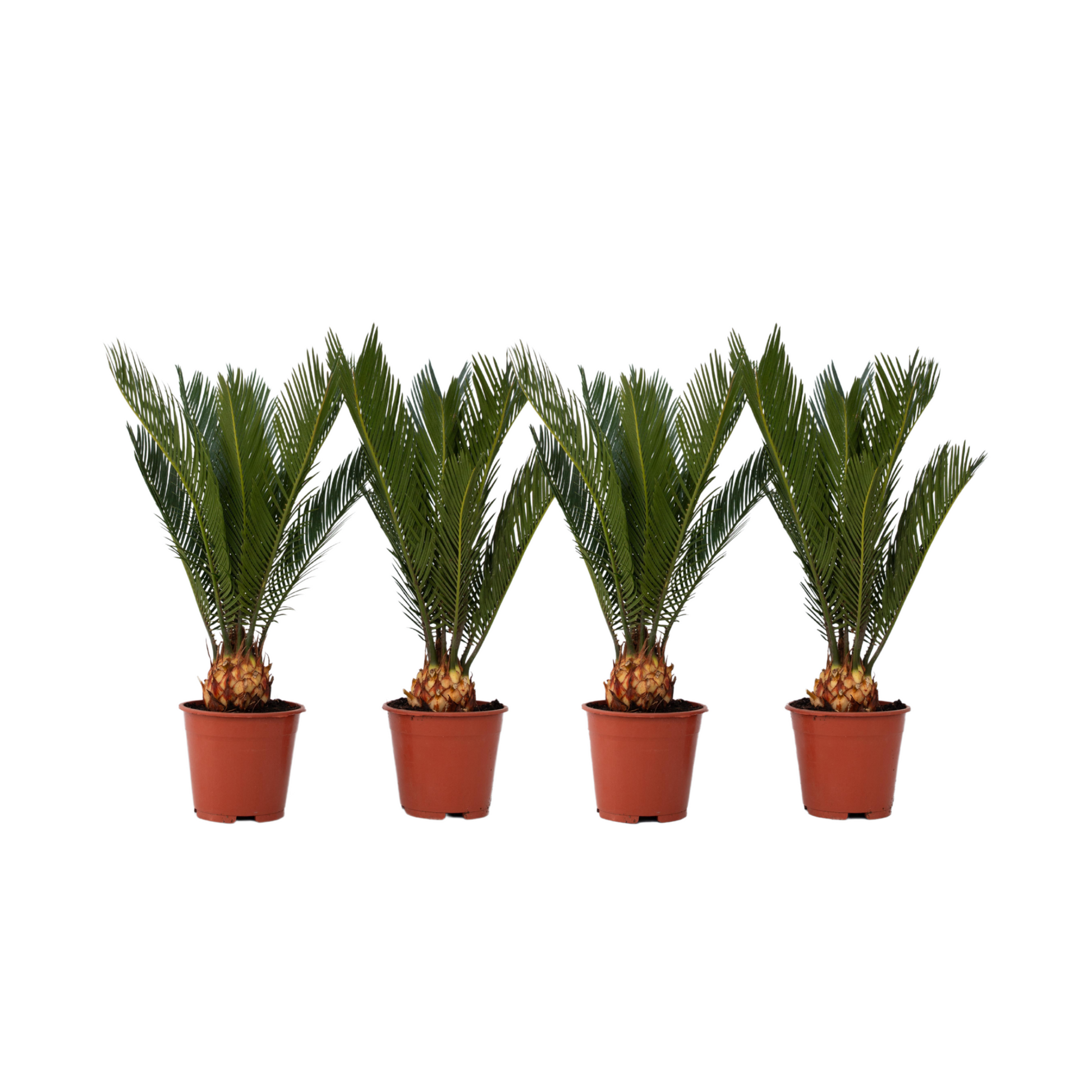 Palma De Sagú - 4 Pzs - Cycas Revoluta - Altura 45-60cm - ⌀15cm