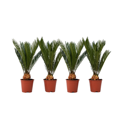 Palma De Sagú - 4 Pzs - Cycas Revoluta - Altura 45-60cm - ⌀15cm