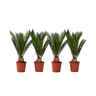 Palma De Sagú - 4 Pzs - Cycas Revoluta - Altura 45-60cm - ⌀15cm