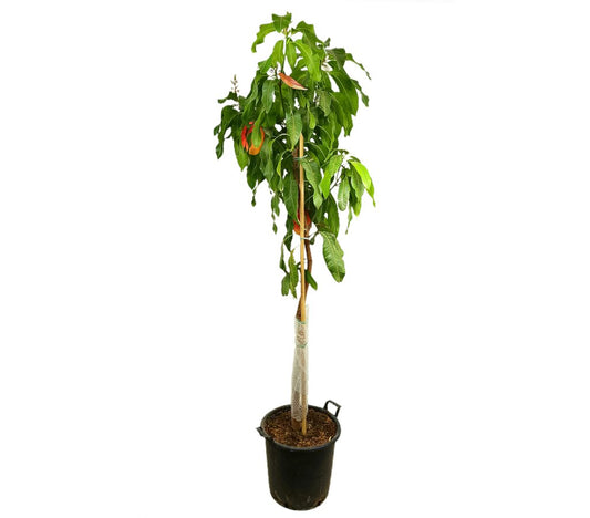 Mango Osteen M35 170-190cm_0