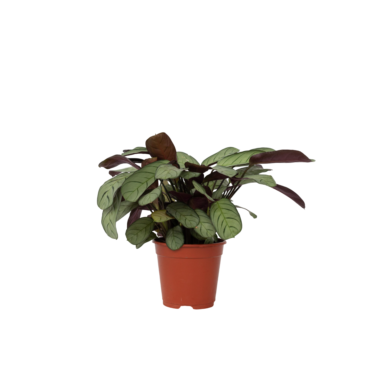 Planta De Oración - Ctenanthe Burle-marxii 'amagris' - Altura 25-35cm - ⌀14cm