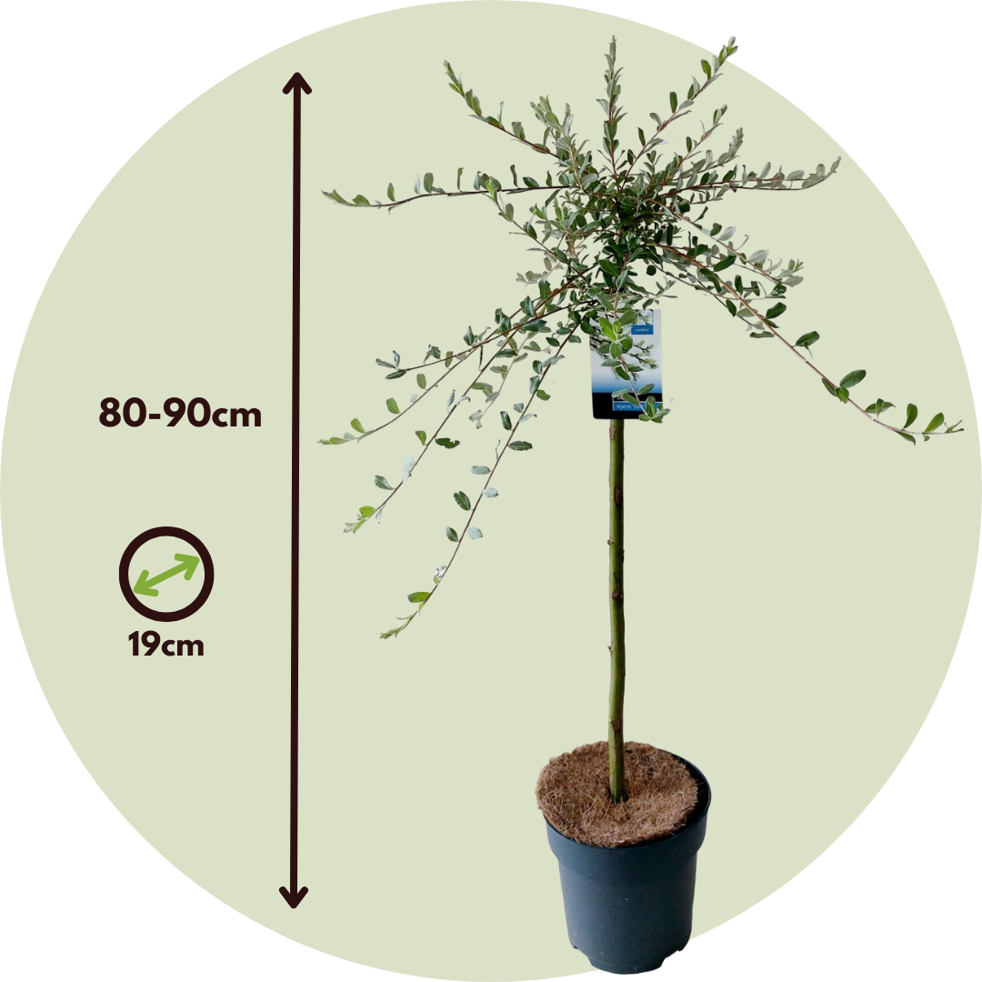 Sauce Arbustivo - 2 Pzs - Salix Repens 'iona' - Altura 80-90cm - ⌀19cm_2
