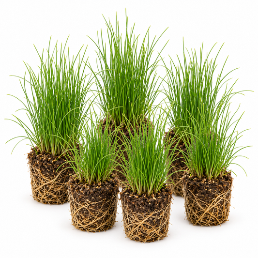 Junco De Aguja - Eleocharis Acicularis - 12 Plantas_0